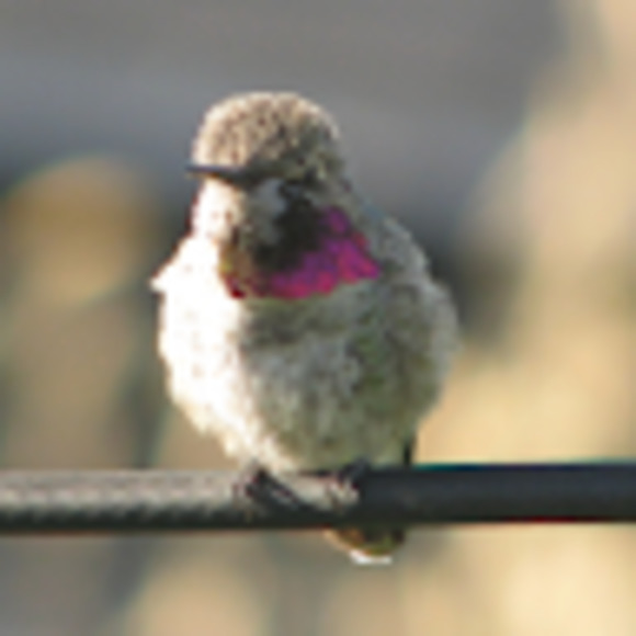 Meet your Posher, Em - Picture 1 of 1